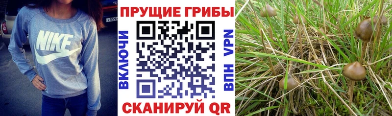 Галлюциногенные грибы Psilocybine cubensis  где купить наркоту  Катав-Ивановск 